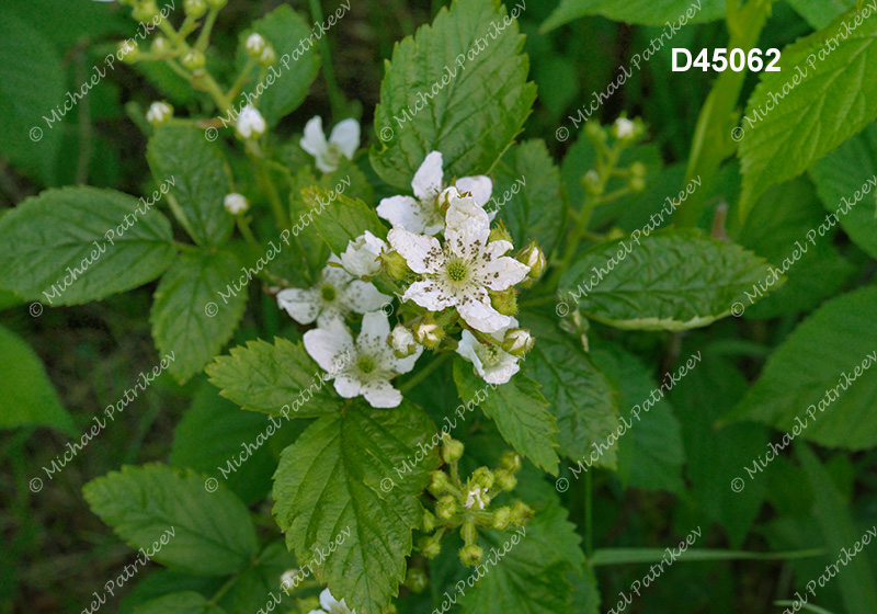 Allegheny Blackberry (Rubus allegheniensis)